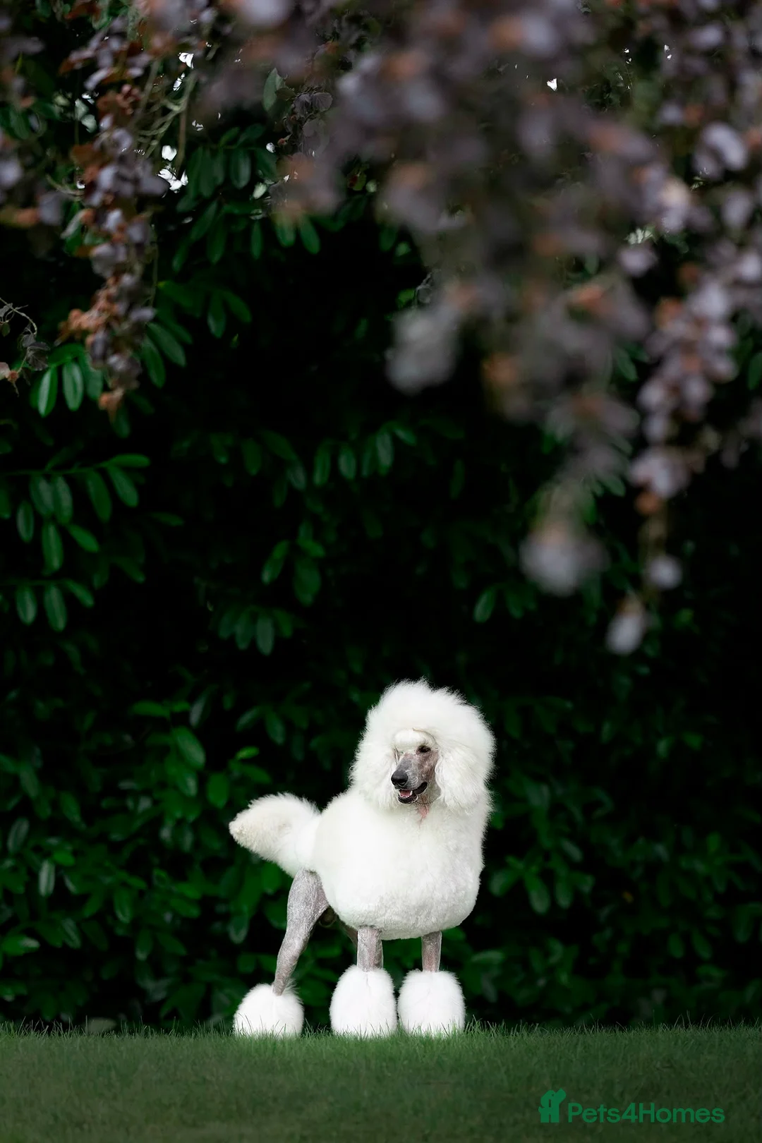 Standard Poodle dogs for stud: White Standard Poodle For Stud - Advert 2