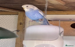 Budgerigars birds for sale: Budgies for sale - Image 2