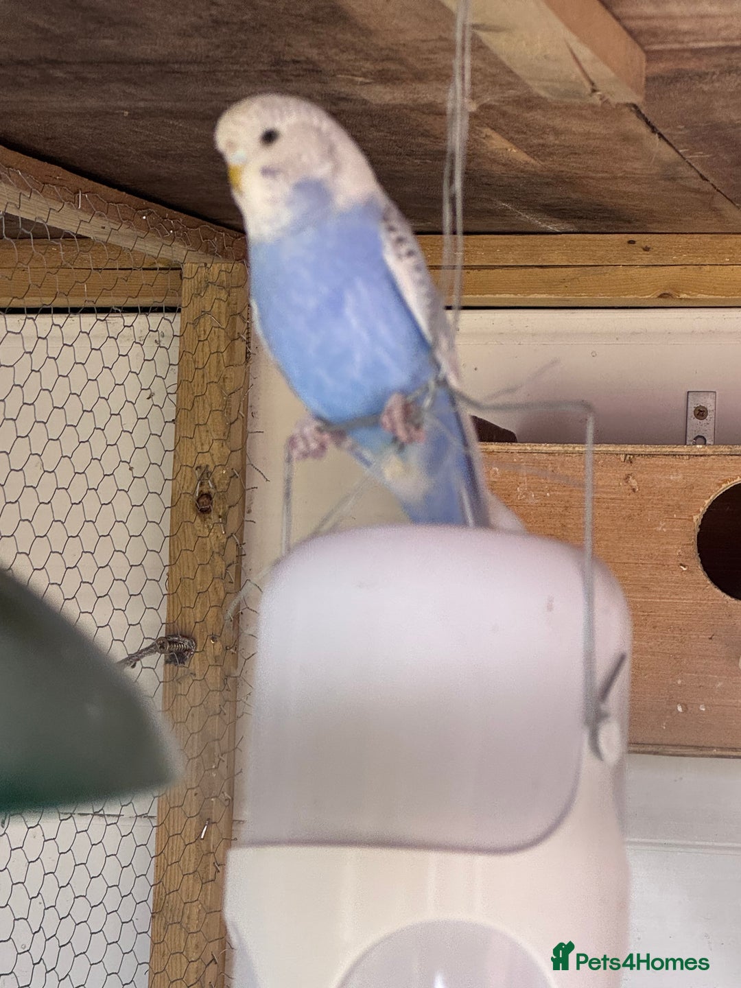 Budgerigars birds for sale: Budgies for sale - Image 2