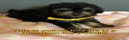 Toy Poodle dogs for sale: TOY POODLE GIRLS AND BOYS READ NOW  - Advert 13