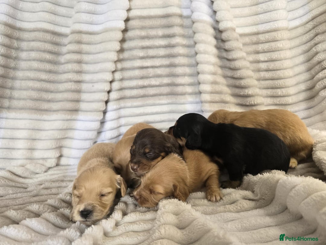 Miniature Dachshund dogs for sale: Longhair mini Dutchund - Image 6