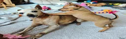 Miniature Pinscher dogs for sale: Lovely red boy ready for loving home in Edinburgh - Advert 16