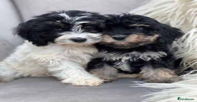 Cavapoo dogs - Advert 5