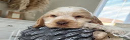 Cocker Spaniel dogs for sale: Show type cocker spaniels  - Advert 13