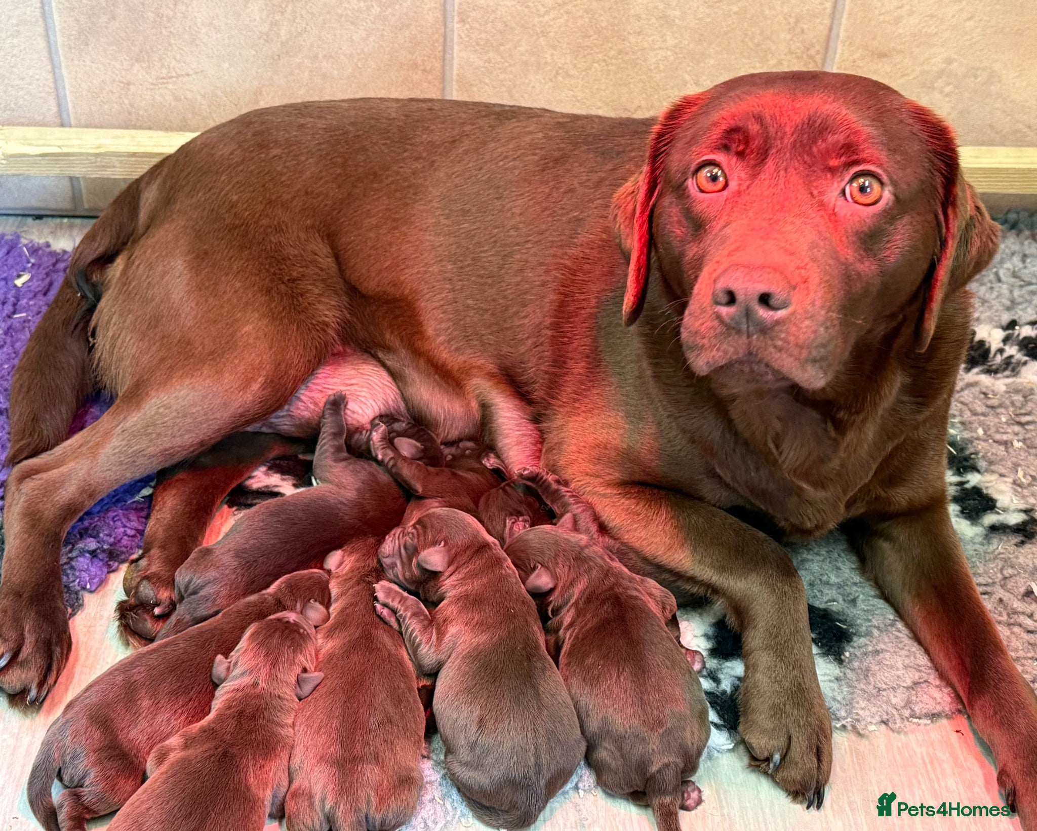 Labrador Retriever dogs New chocolate arrivals at Westfena 🐾 - Advert 1