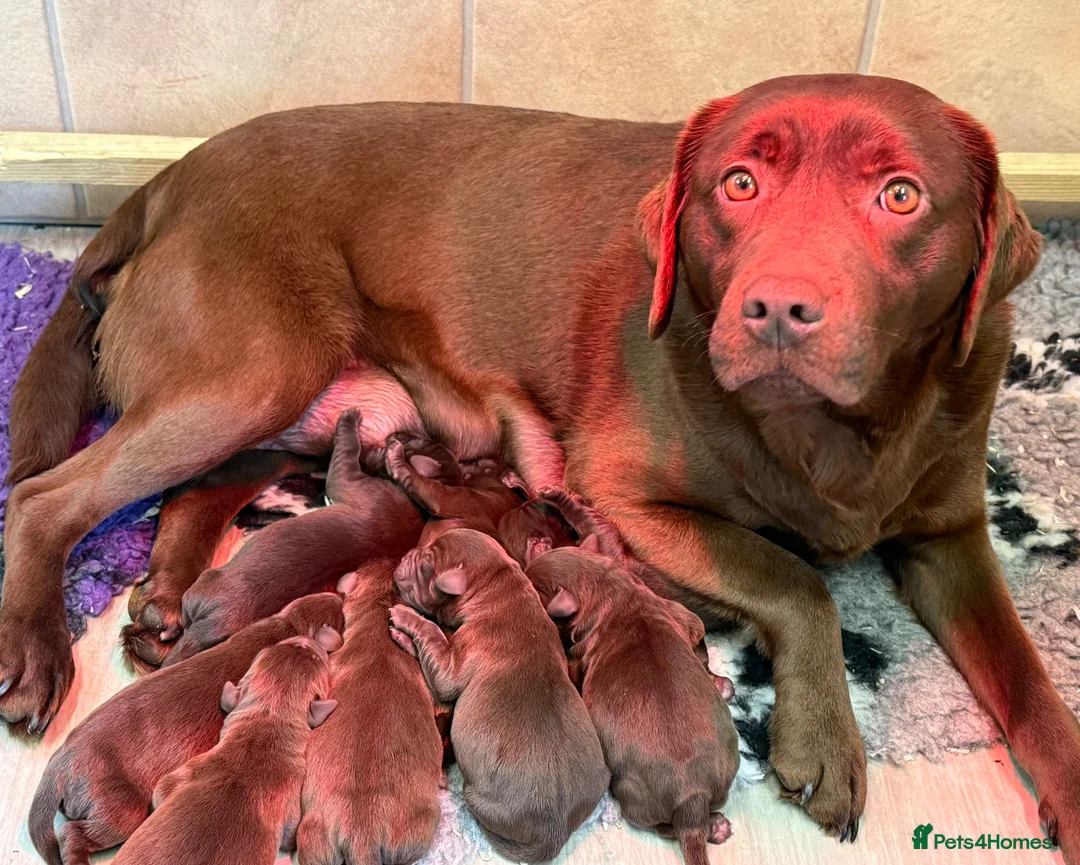 Labrador Retriever dogs for sale: New chocolate arrivals at Westfena 🐾 - Advert 1