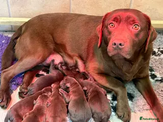 Labrador Retriever dogs for sale: New chocolate arrivals at Westfena 🐾 - Advert 1