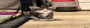 Mixed Breed Kitten 4