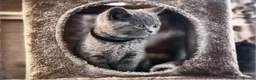 British Shorthair cats for sale: GCCF Registered Pedigree Kittens Ready To View Now in Swansea - Advert 12