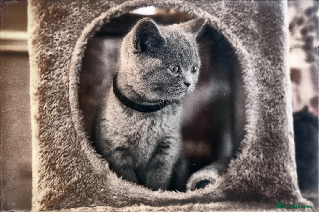 British Shorthair cats for sale: GCCF Registered Pedigree Kittens Ready To View Now - Advert 7