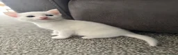 Mixed Breed cats for sale: 4 white kittens available soon  - Advert 1