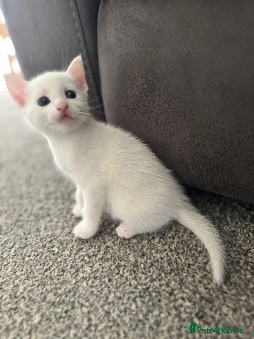 Mixed Breed cats for sale: 4 white kittens available soon  - Advert 1