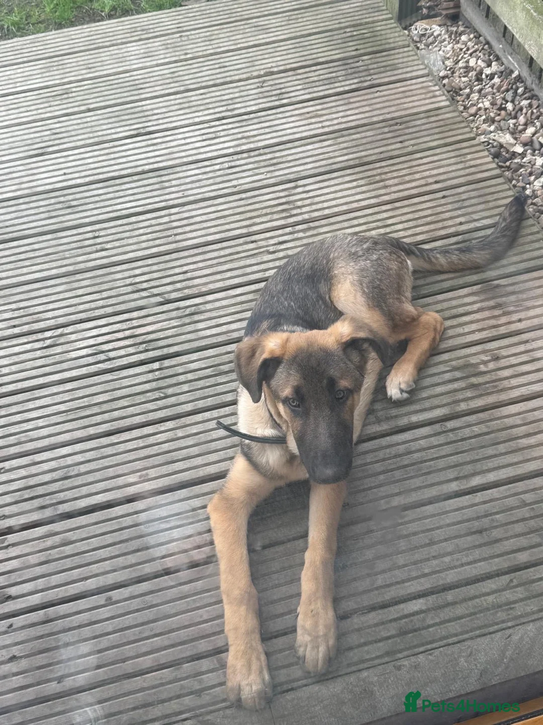 German Shepherd dogs for sale: 18 week German shepherd male  - Advert 2