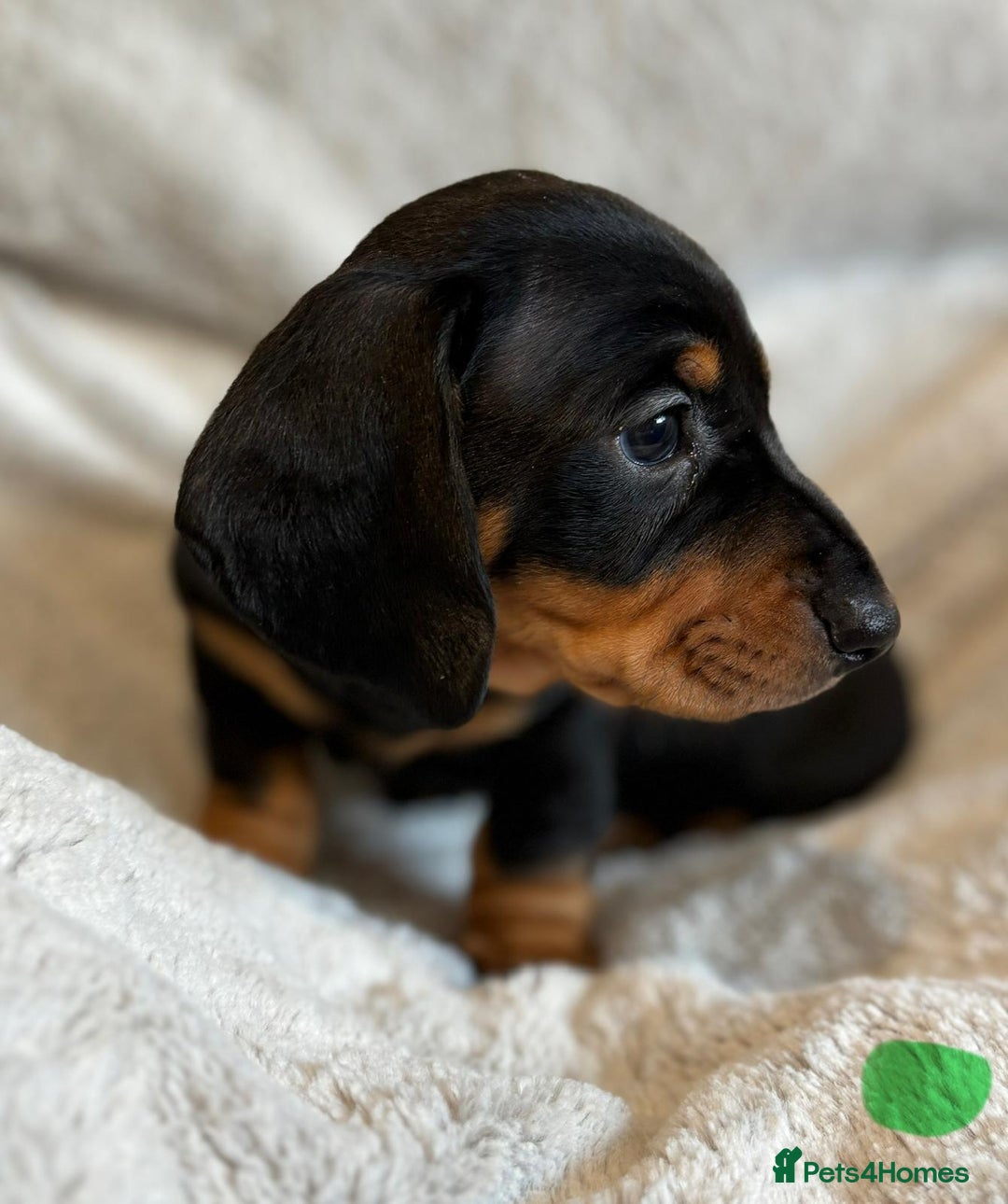 Miniature Dachshund dogs for sale: Adorable Miniature Dachshund Puppies - Image 21