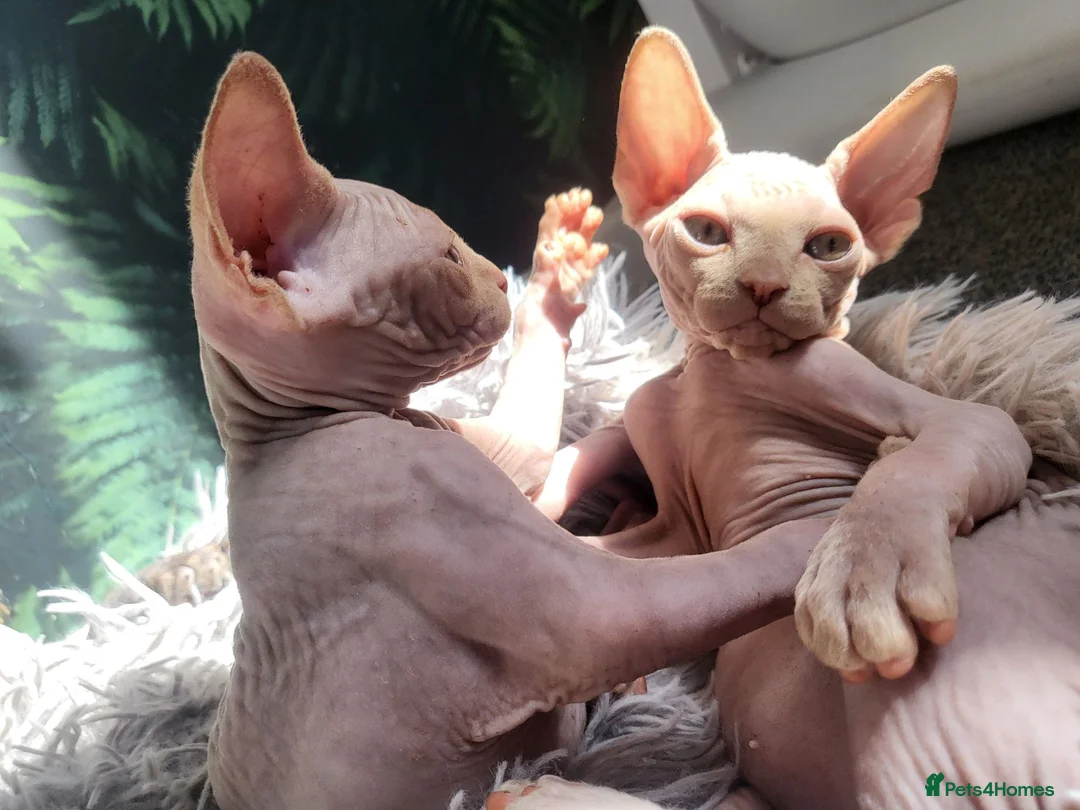 Sphynx cats for sale: Last boy !! Final reduce price🐾 - Advert 2