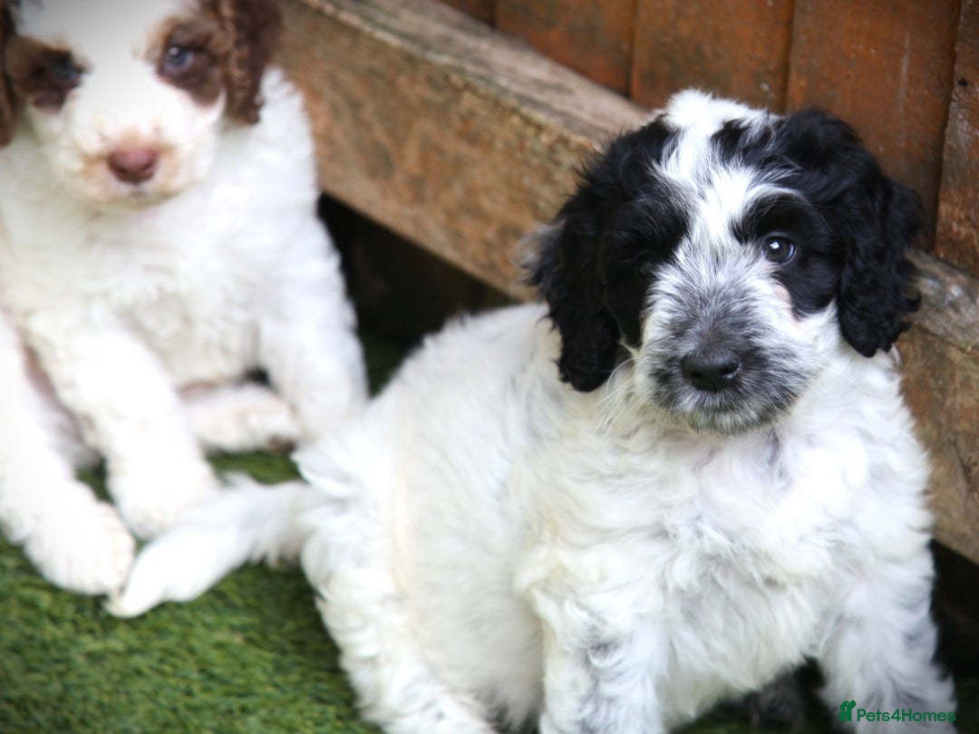 Cockapoo dogs for sale: Parti Colour Cockapoos 🌈 - Raised Right ✨ - Image 4