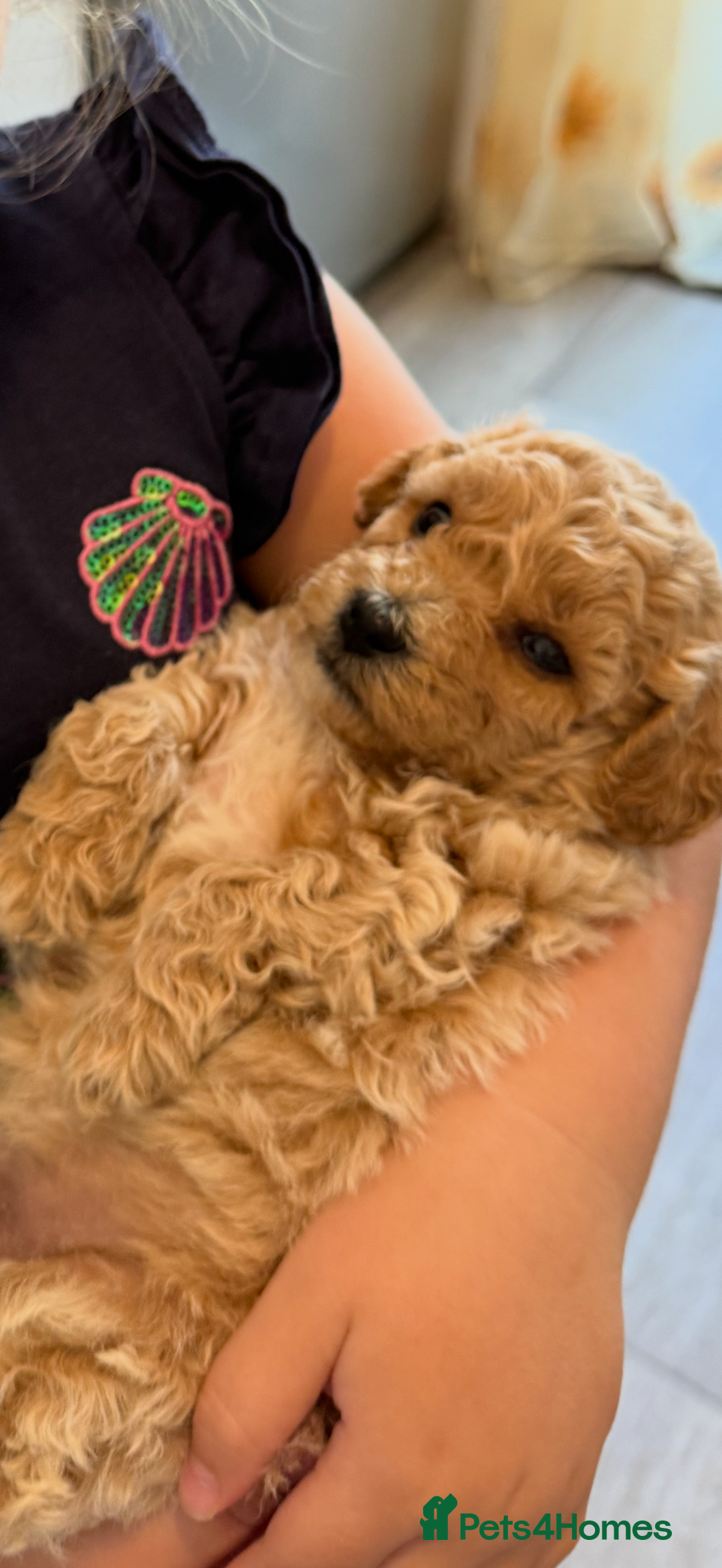 Poochon dogs for sale: Poochon Puppies - Image 22