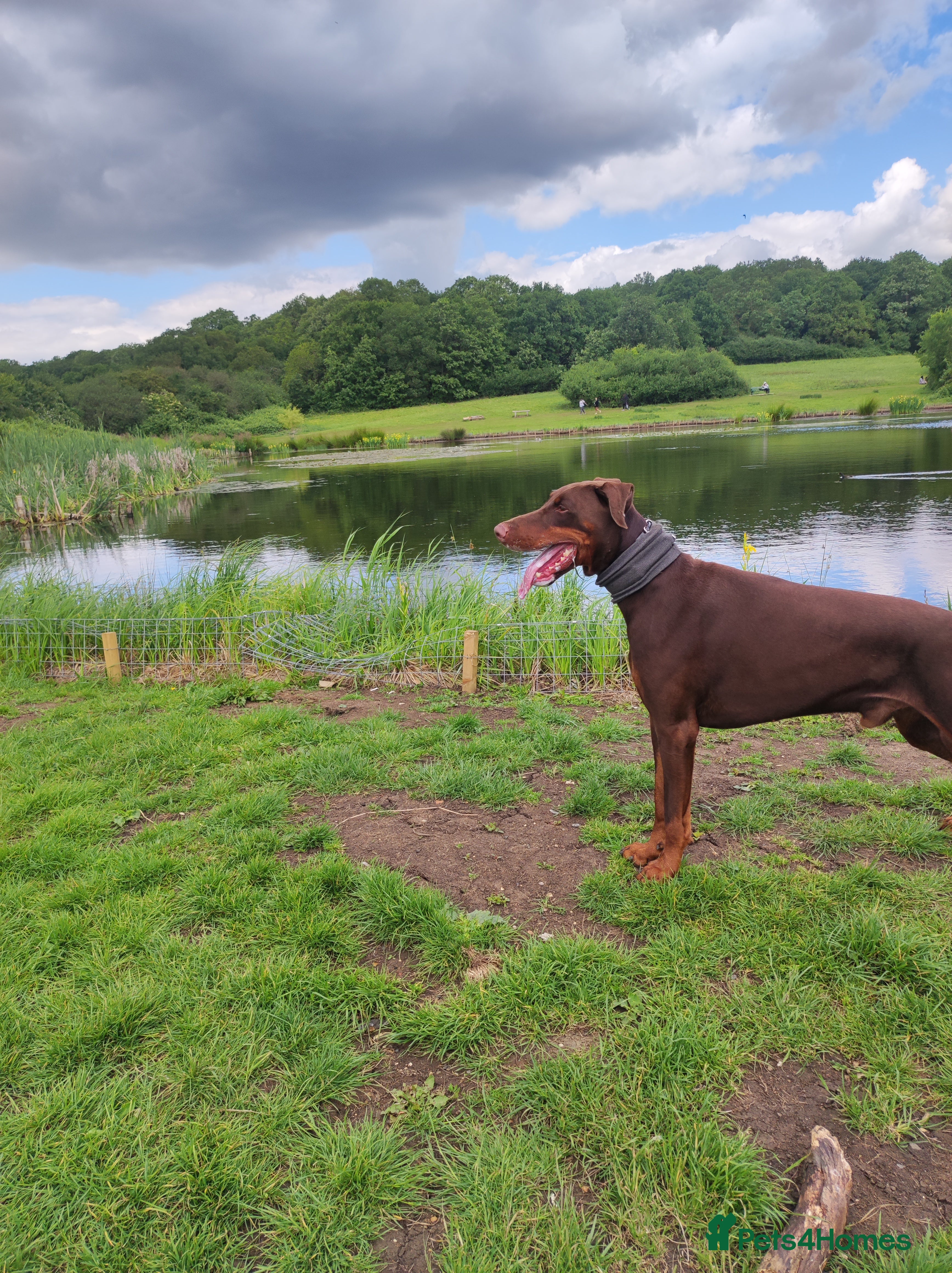 Dobermann dogs Proven Euro Doberman Stud in London - Advert 3