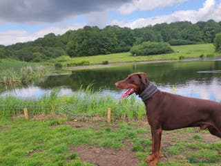 Dobermann dogs Proven Euro Doberman Stud in London - Advert 1