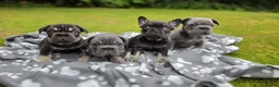 French Bulldog dogs for sale: Beautiful French Bulldog Puppies - Advert 1