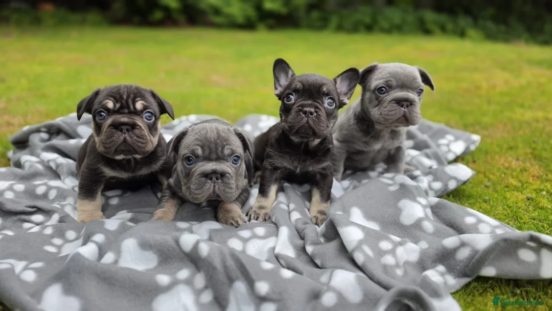 French Bulldog dogs for sale: Beautiful French Bulldog Puppies - Advert 1