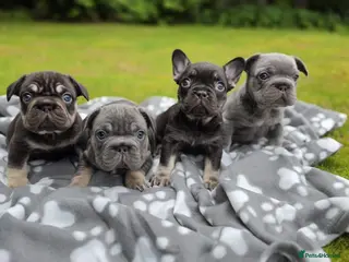 French Bulldog dogs Beautiful French Bulldog Puppies - Advert 1