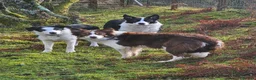 Border Collie dogs for sale: ISDS Reg Border Collie - Advert 2