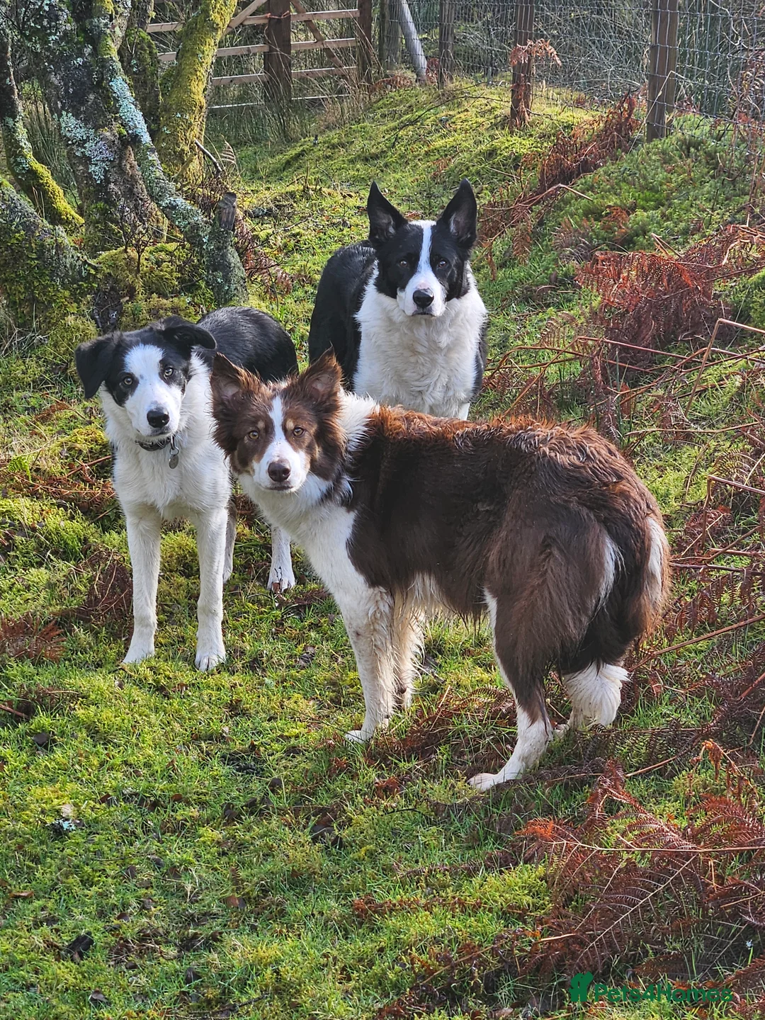 Border Collie dogs for sale: ISDS Reg Border Collie - Advert 2