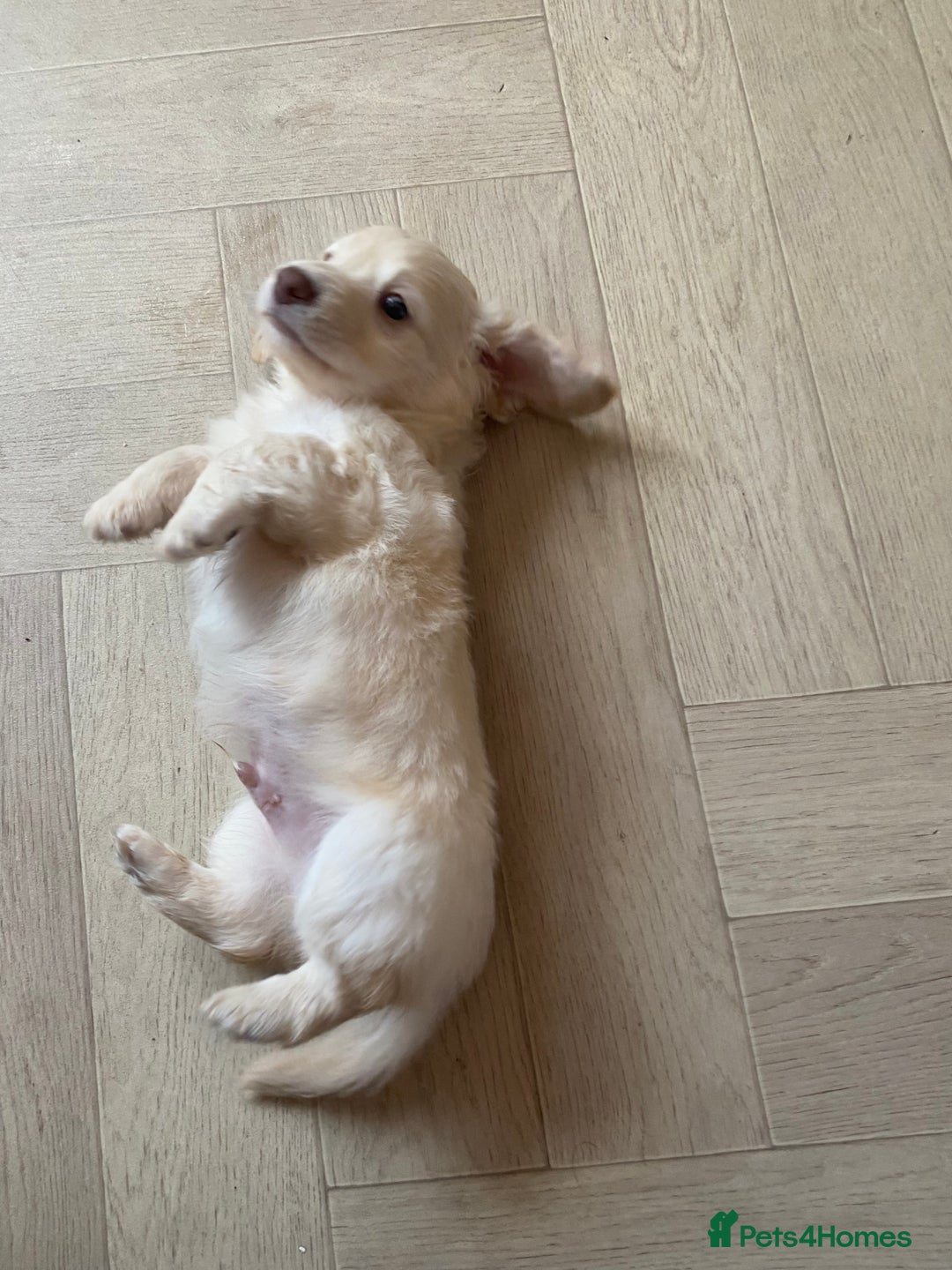 Dachshund dogs for sale: Stunning male Dachshund puppies  - Image 25