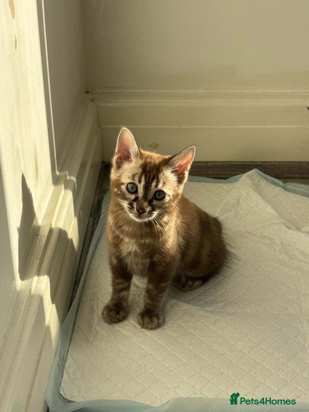 Bengal cats for sale: Pure Bengal kittens ready to go - Advert 13