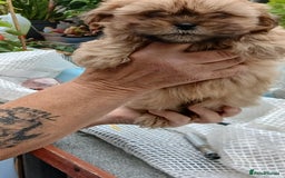 Shihpoo dogs for sale: 2 x shihpoo pups  - Image 3