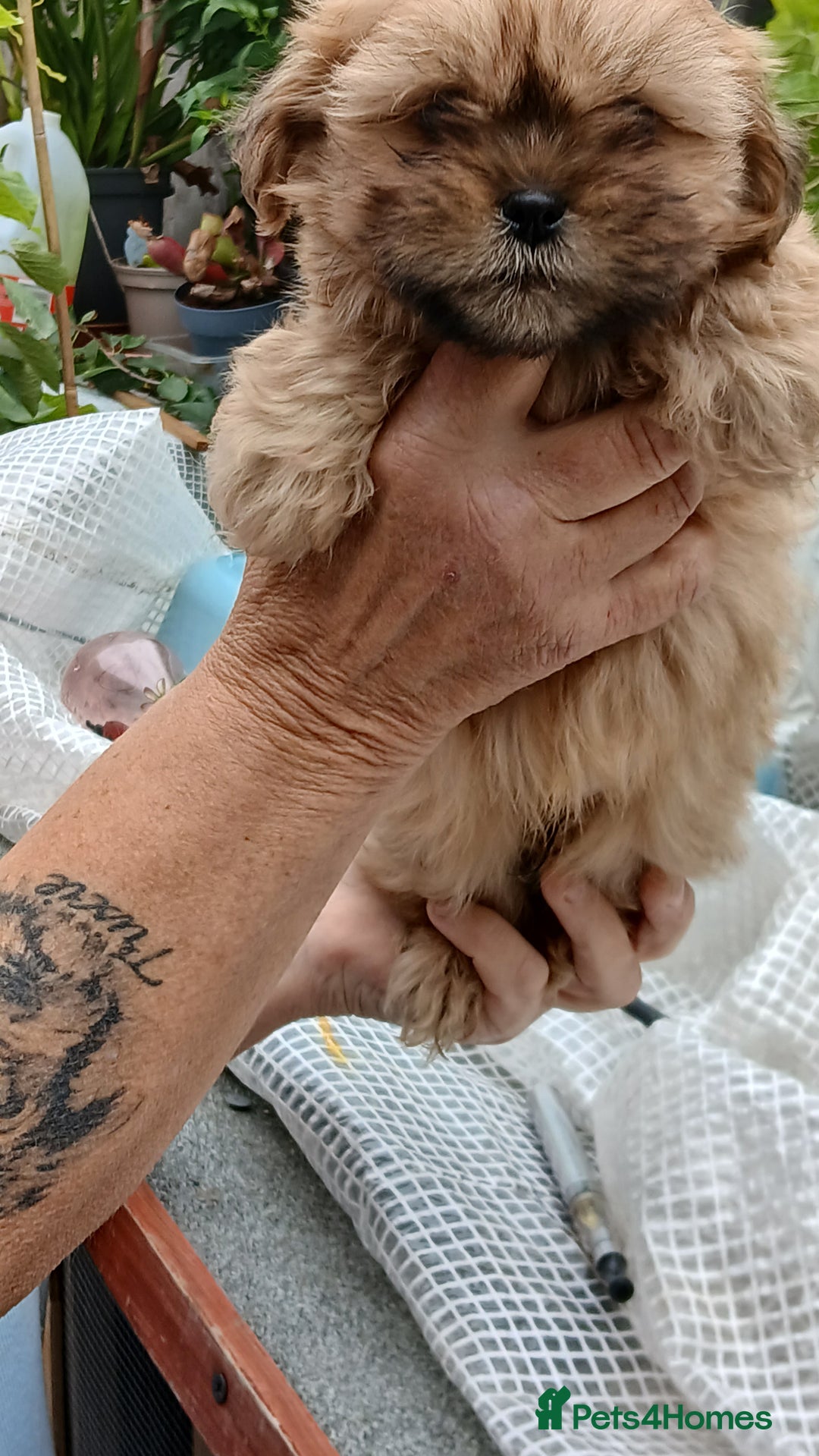 Shihpoo dogs for sale: 2 x shihpoo pups  - Image 3