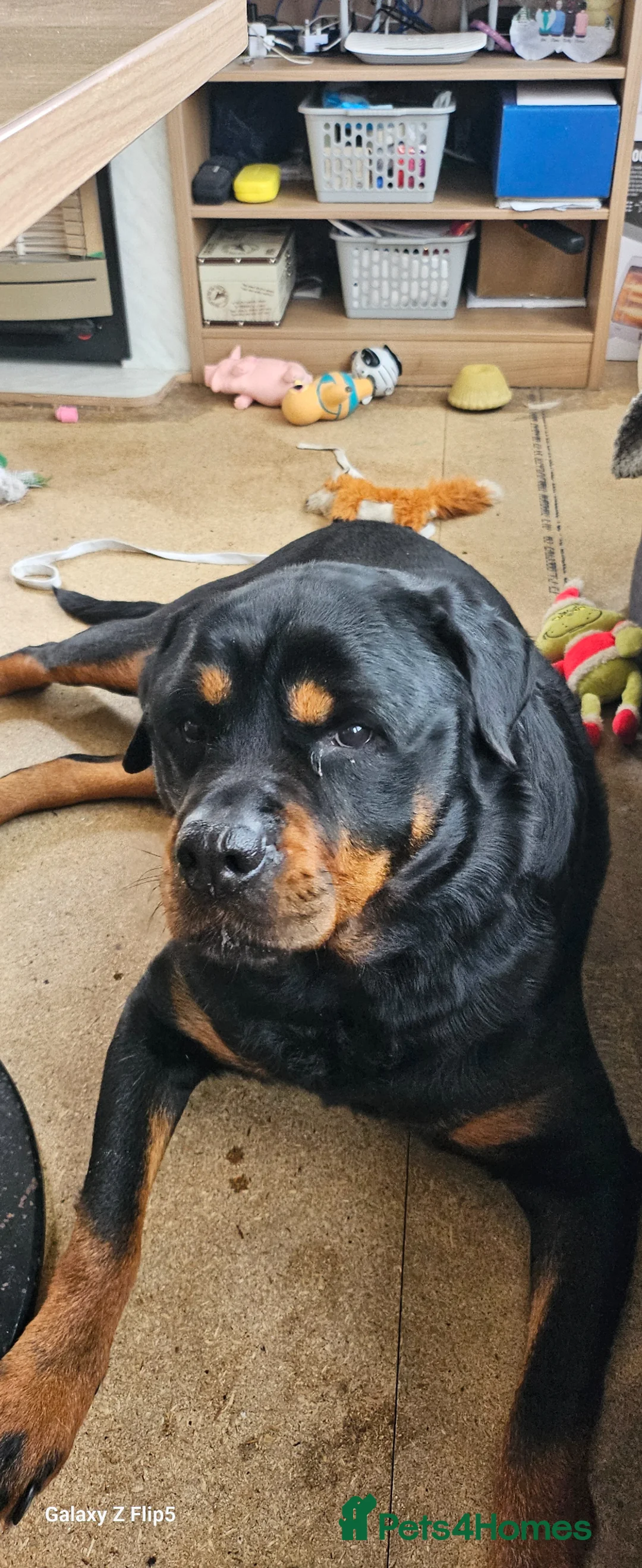Rottweiler dogs for stud: MARLEY READY FOR STUD - Advert 1