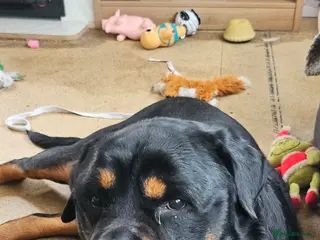 Rottweiler dogs MARLEY READY FOR STUD - Advert 1