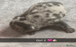 French Bulldog dogs for sale: ***BEAUTIFUL LITTER OF 7 FRENCH BULLDOGS *** - Image 4