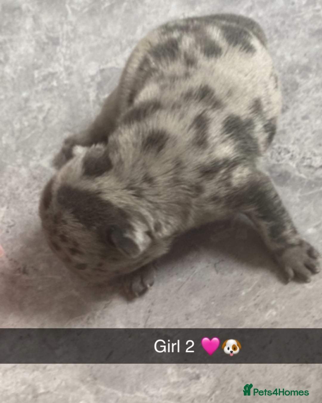 French Bulldog dogs for sale: ***BEAUTIFUL LITTER OF 7 FRENCH BULLDOGS *** - Image 4
