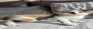 Mixed Breed 5
