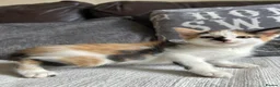 Mixed Breed cats for sale: Beautiful Kittens - Advert 9