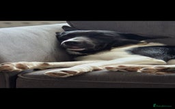 Borador dogs for sale: Borador Pups ready 5th October  - Image 13