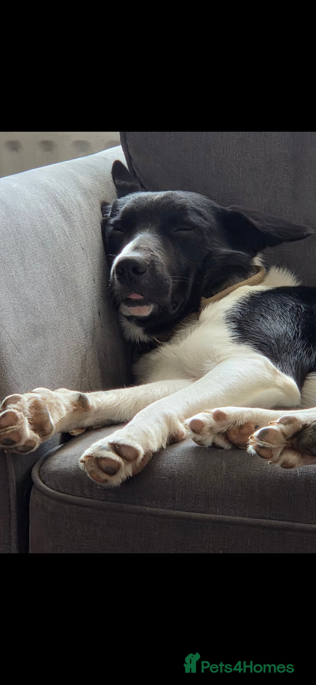 Borador dogs for sale: Borador Pups ready 5th October  - Image 13