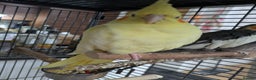 Cockatiels birds for sale: Bonded pair of cockatiels  - Advert 6