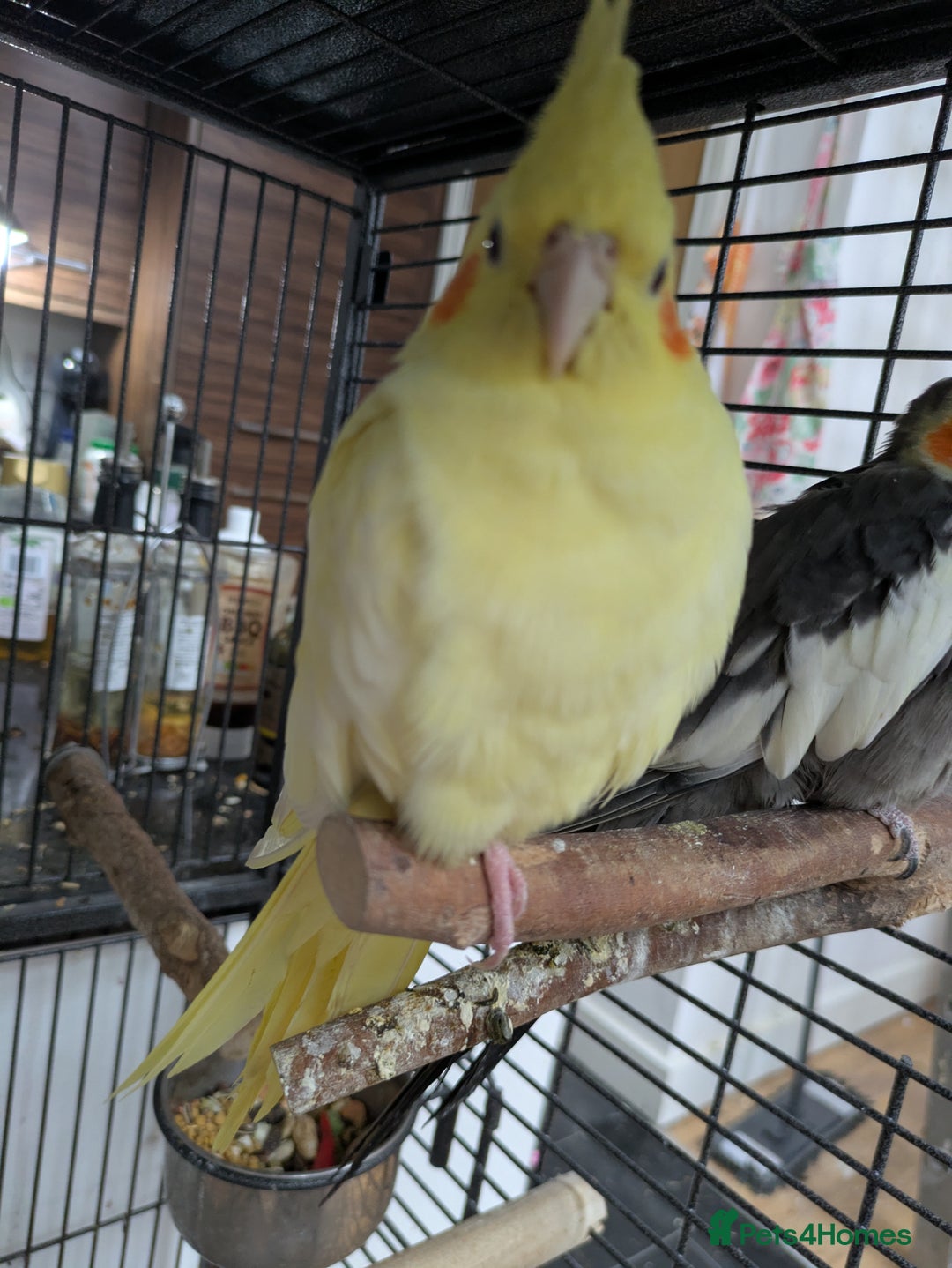 Cockatiels birds for sale: Bonded pair of cockatiels  - Advert 6