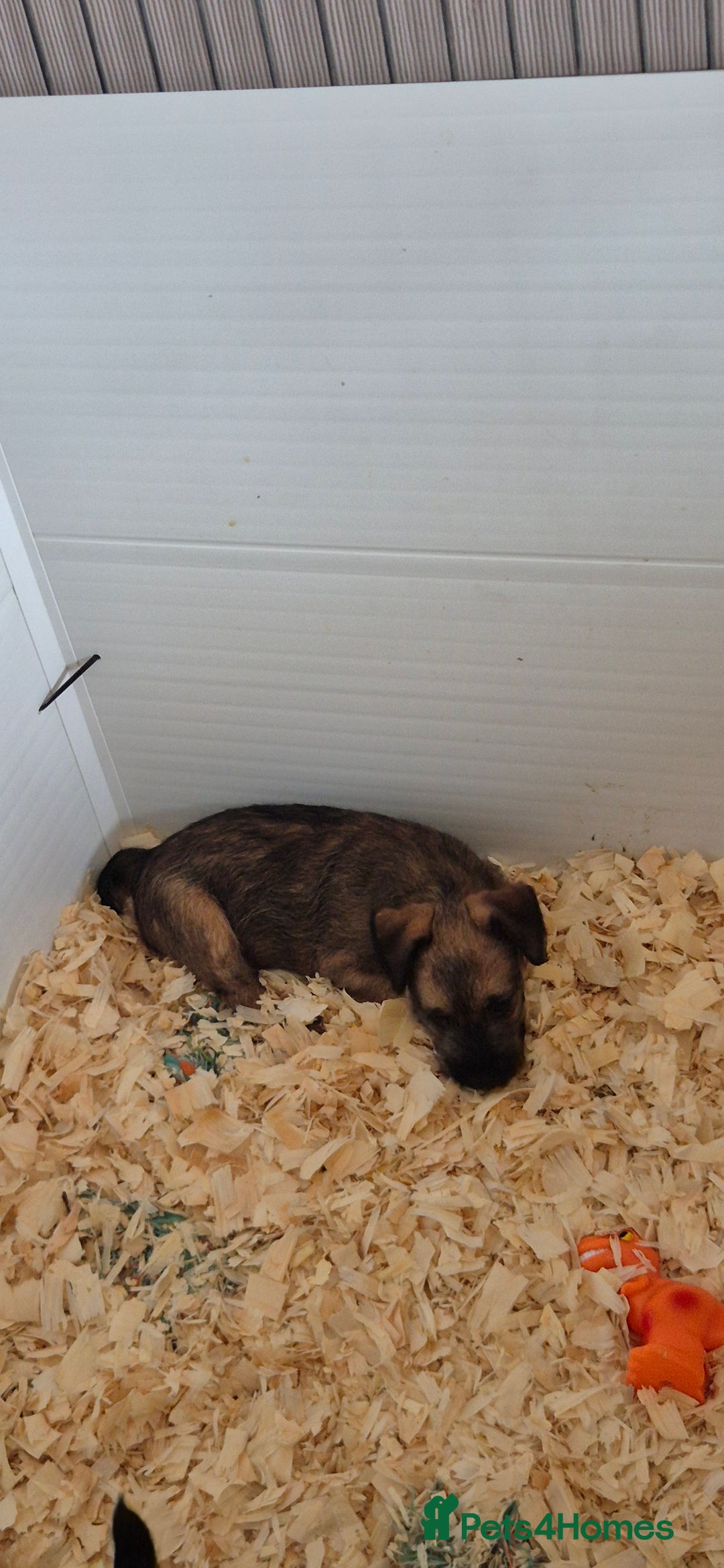 Patterdale Terrier dogs for sale: Patterdale x lakeland pups  - Image 10