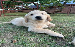 Golden Retriever dogs for sale: 4 KC registered Golden Retriever puppies  - Image 39