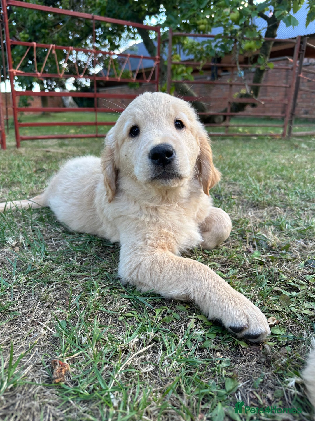 Golden Retriever dogs for sale: 4 KC registered Golden Retriever puppies  - Image 39