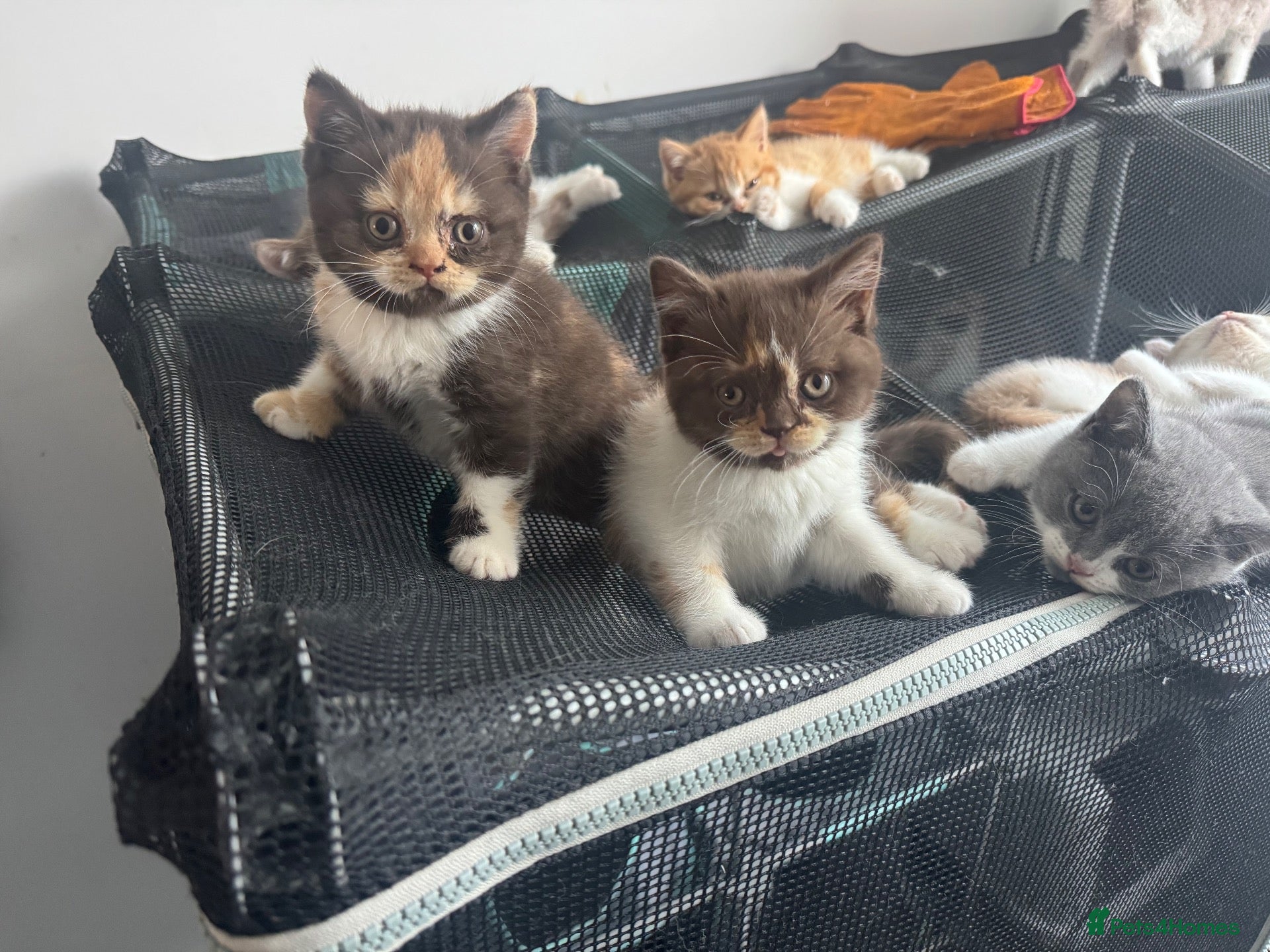 British Shorthair cats Stunning Gccf Registered British shorthair kittens - Advert 1