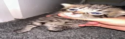 Bengal cats for sale: Bengal , tabby kittens  in Ilford - Advert 29