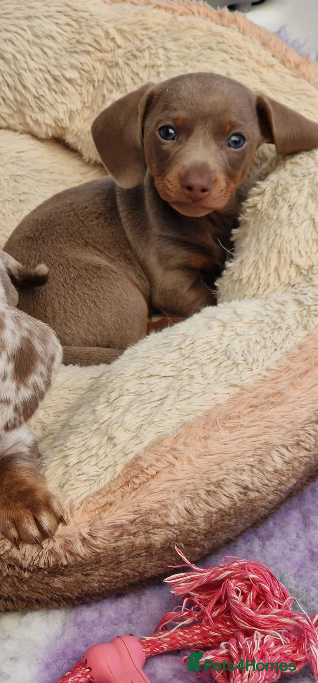 Miniature Dachshund dogs for sale: Mini isabella daschund for sale, one boy available - Advert 7
