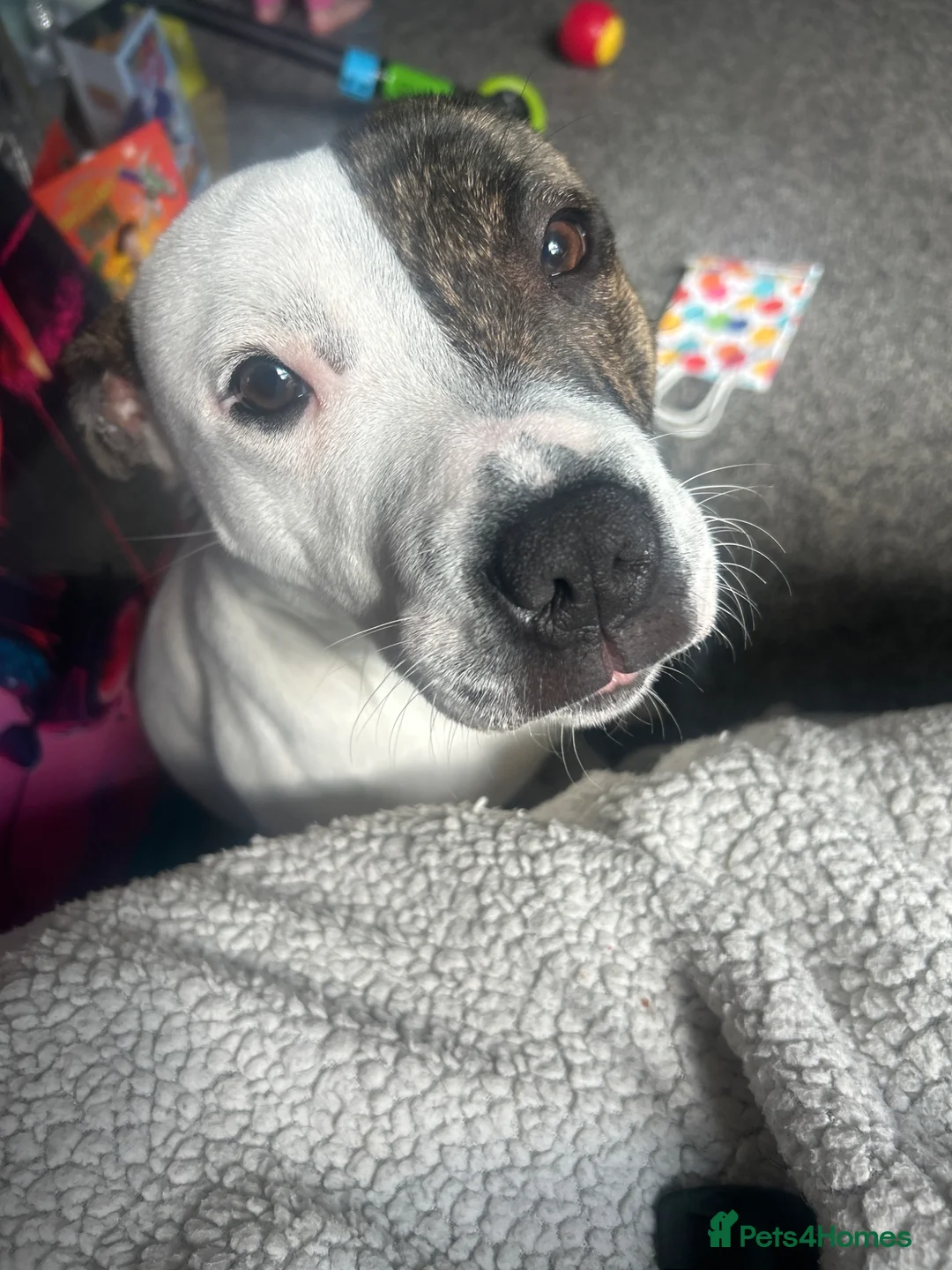 Staffordshire Bull Terrier dogs for sale: Rehoming our gorgeous boy! in Stourbridge - Advert 6