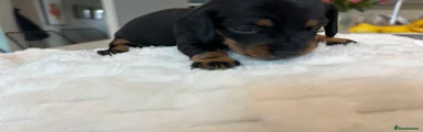 Miniature Dachshund Puppy 4